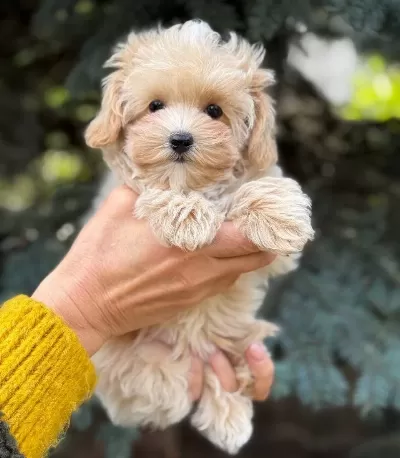 Bostancı Ici Eğitimli Maltese Terrier Cinsi