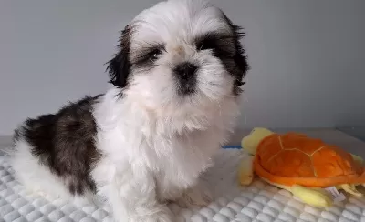 Shihtzu Cinsi Yavrular Ev Uretimi