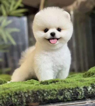 Sağlık Ve Irk Garantili Pomeranian Uretim Ciftliginden