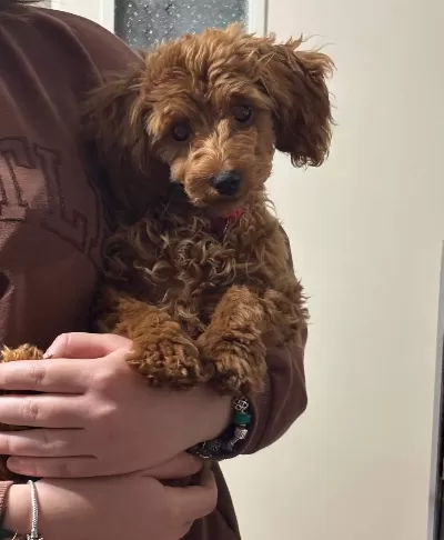 Ev Terbiyeli Kızıl Toy Poodle Cookie