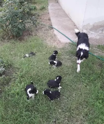 Zekasıyla On Plana Cıkan Border Collie Bebekler