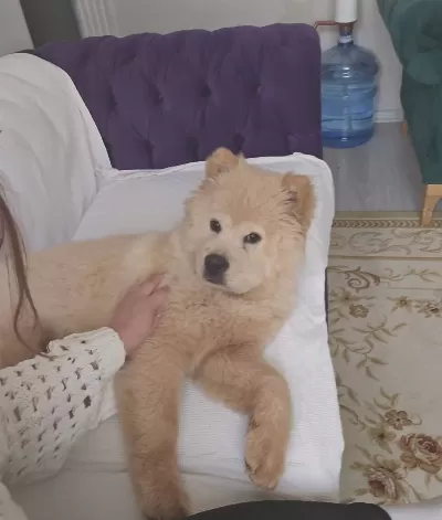Karakteriyle Buyuleyen Aslan Yelesi Chow Chow