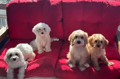 Beyoglunda Yuva Bekleyen Sosyal Ve Akıllı Maltipoo Yavruları
