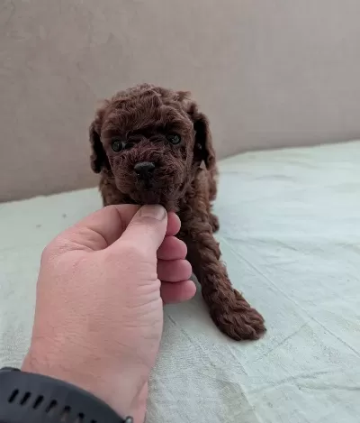 Super Mini Maltipoo Poodle Suratlı