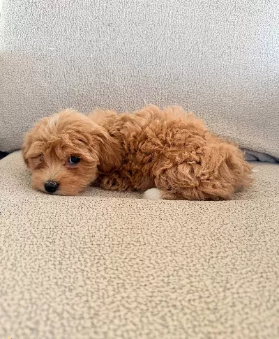 2 Aylık Maltipoo Yavrularım