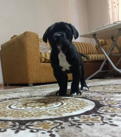 Sportif Ve Vakur Kan Hattından Gelen Otoriter Cane Corso