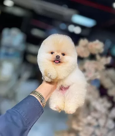Ikonik Surat Yapısıyla Sosyal Medyanın Yıldızı Pomeranian