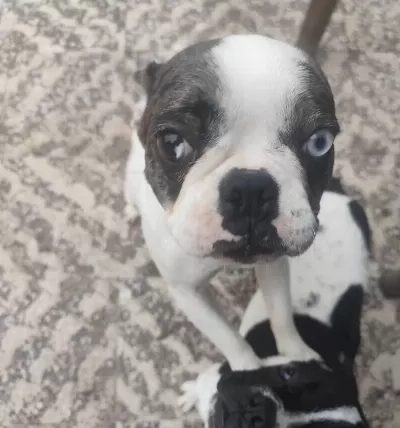 Ender Bakıslı Eğitimli French Bulldog