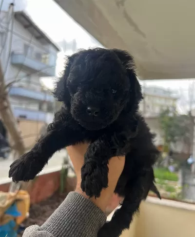 Canakkale Merkezde Sosyal Ve Akıllı Siyah Maltipoo Yavrusu