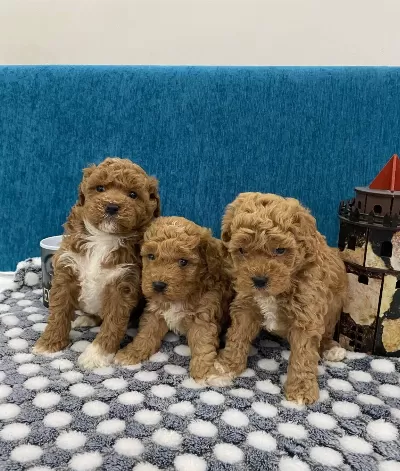 Harika Poodle Bebekler