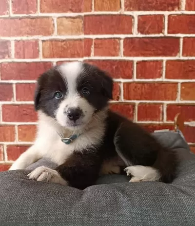 Zeki Saglıklı Ve Iirk Garantili Border Collie Yavruları