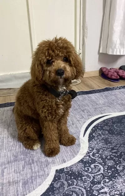 Maltipoo Hayvan Severlerimize Yardımcı Olabiliriz
