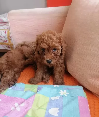 Teacup Toypoodle Bebeklerim 3 Aralık Dogumlu