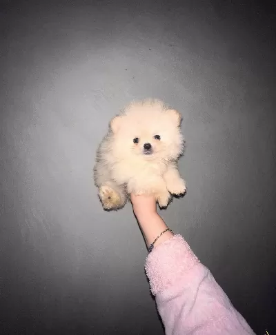 Nadir Denk Gelen Kilo Garantili Orjinal Pomeranian Boo
