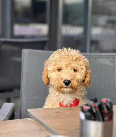 4 Aylık Sımarık Toy Poodle