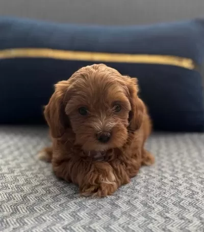 Bakıslarıyla Buyuleyen Pas Parlak Kıvırcık Toy Poodle