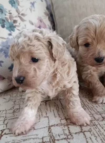 Cok Sevimli Maltipoo Bebekler Corlu