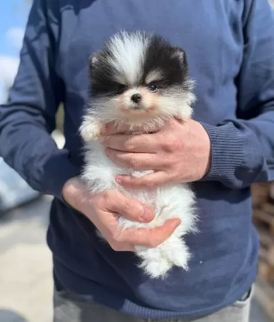 Pamukkalede Sosyal Ortamların Yıldızı Pomeranian Boo