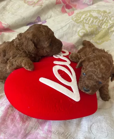 Ev Dogumu Kore Poodle Bebeklerim