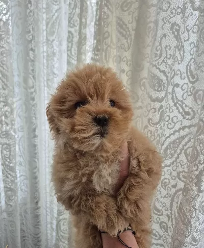Maltipoo Yavrum 55 Gunluk Evde Dogmus
