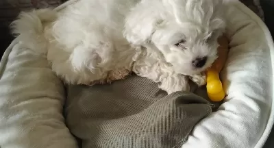 Enerji Kupu Safkan Maltese Terrier Yavrusu