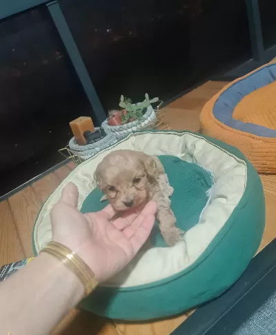 Avucunuza Sıgan Sevgi Tuvalet Eğitimli Toy Poodle Yavrusu