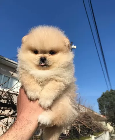 Ayı Surat Teacup Pomeranian Boo Dolgun Kurklu Bebekler