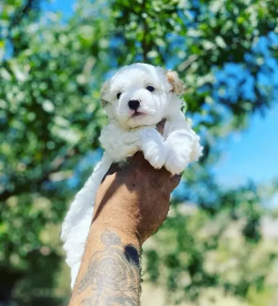 Kore Kan Hattı Bebek Yüz Disi Maltese Terrier Yavrusu