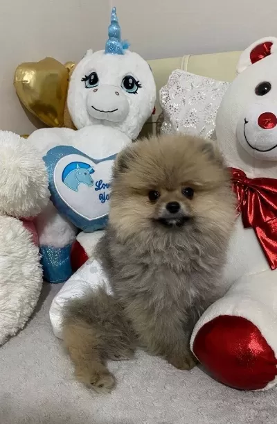 Tedy Face Pomeranian Boo Sosyal Ve Enerjik Erkek