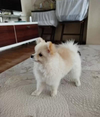 9 Aylık Pomeranian Boo Kucuk Irk Erkek Kopek