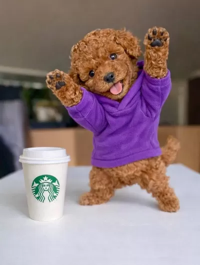 Toy Poodle Sosyal Ortamın Yeni Yıldızı