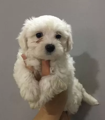 Safkan Maltese Terrier Yavruları