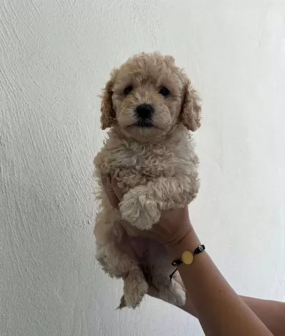 Egitilebilir Akıllı Maltipoo Yavruları tüy Dokmez