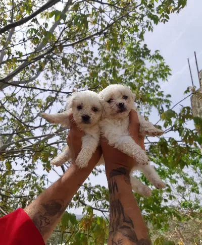 Ev Hayatına Uyumlu Safkan Maltese Terrier Yavruları