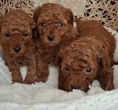 Avuc Ici Kadar Mutluluk Kore Kan Hattı Micro Toy Poodle