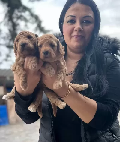 Avuca Sıgan Kıvırcık Neşe Toy Poodle Yavruları