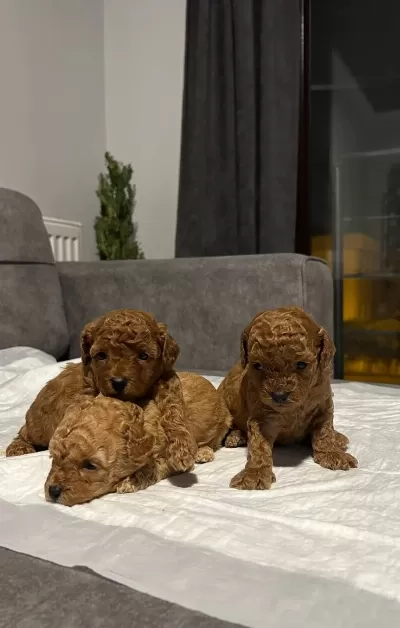 Red Brown Toy Poodle Yavrularımız