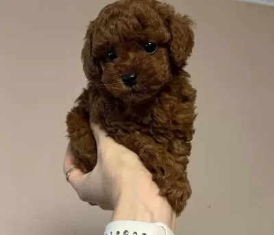 Kıpkırmızı Toy Poodle Yavruları Ile Evinize Neşe Katın