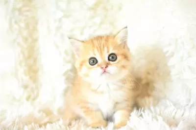 Sampiyon Soyundan Golden Ny11 British Shorthair