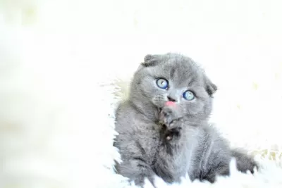 Muhteşem Top Kafa Gri Scottish Fold