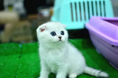 Yok Böyle Güzellikte Silver Scottish Fold