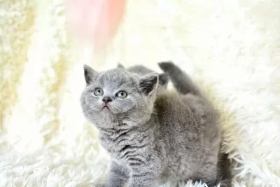 Show Guzelikte Gri British Shorthair Yavrumuz