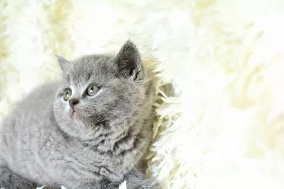 Kaliteli British Shorthair