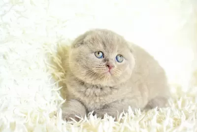 Topac Kafa Lilac Scottish Fold