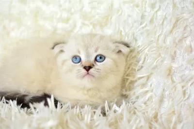 Mas Mavi Gözlü Ns1133 Scottish Fold
