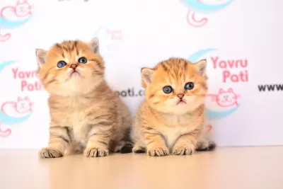Muhteşem Bebekler Golden British Shorthair
