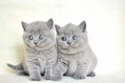 Küt Kafa Gri British Shorthair Yavrularımız