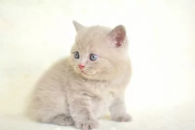 Top Kafalı Lac British Shorthair