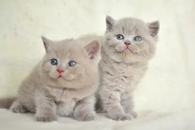 Top Kafalı Lac British Shorthair Yavrularımız