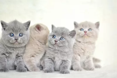 Muhteşem Kalitede British Shorthair Yavrularımız